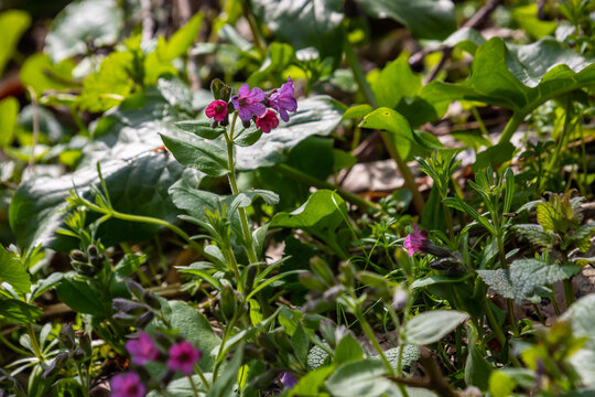 Pulmonaria, lungwort flowers of different shades of violet in one inflorescence. Honey plant of Ukraine. The first spring flowers. Pulmonaria officinalis. Pulmonaria officinalis bloom