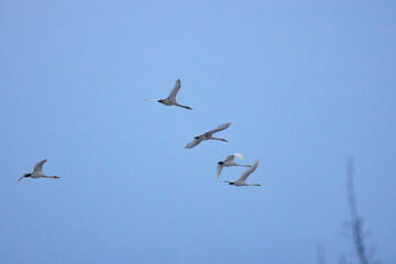 a group of swans is flying in the sky.