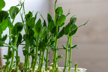Micro green of peas macro shot. Fresh micro greens growing peas sprouts for healthy salad. Fresh natural organic product