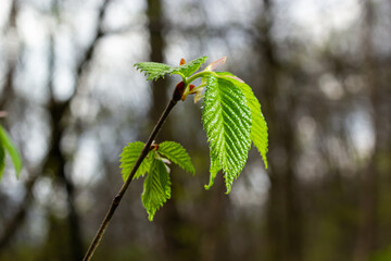 Young green leaves of Carpinus betulus, the European or common hornbeam. Beautiful twigs on blurred brown spring background. Nature concept for any design. Place for your text. Selective focus