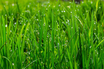 Fototapeta na wymiar Water drops on the green grass. Morning dew, watering plants. Drops of moisture on leaves after rain. Beautiful green background on an ecological theme
