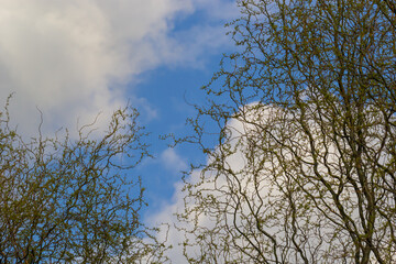 Dragons claw willow branches with new leaves and flowers against blue sky - Latin name - Salix...
