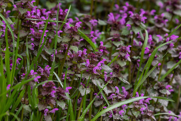 Deaf nettle blooming in a forest, Lamium purpureum. Spring purple flowers with leaves close up