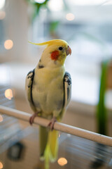 Yellow cockatiel parrot.Cute cockatiel.Home pet parrot.The best cockatiel.Beautiful photo of a bird.Ornithology.Funny parrot.Cockatiel parrot.
Home pet yellow bird.Beautiful feathers.Love for animals