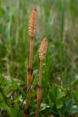 Selective focus. A spore-bearing shoot of the horsetail Equisetum arvense. Sporiferous spikelet of field horsetail in spring. Controversial cones of horsetail