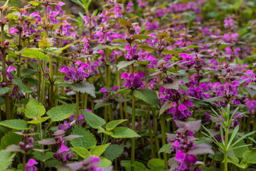 Obraz premium Deaf nettle blooming in a forest, Lamium purpureum. Spring purple flowers with leaves close up