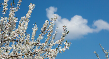 Selective focus of beautiful branches of plum blossoms on the tree under blue sky, Beautiful Sakura flowers during spring season in the park, Floral pattern texture, Nature background