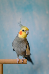 Yellow cockatiel parrot.Cute cockatiel.Home pet parrot.The best cockatiel.Beautiful photo of a bird.Ornithology.Funny parrot.Cockatiel parrot.
Home pet yellow bird.Beautiful feathers.Love for animals