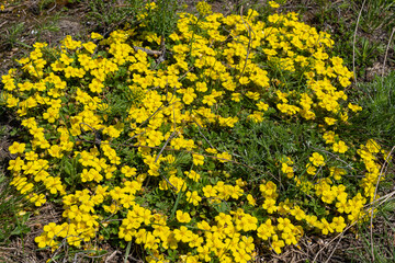 Potentilla neumanniana is a shrub with yellow flowers