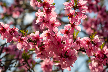 Peach tree, blurred background. Blooming tree in spring with pink flowers. The beauty of the spring garden, the concept of spring