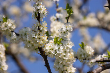Selective focus of beautiful branches of plum blossoms on the tree under blue sky, Beautiful Sakura flowers during spring season in the park, Floral pattern texture, Nature background