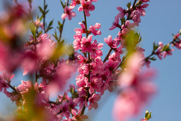 Peach tree, blurred background. Blooming tree in spring with pink flowers. The beauty of the spring...