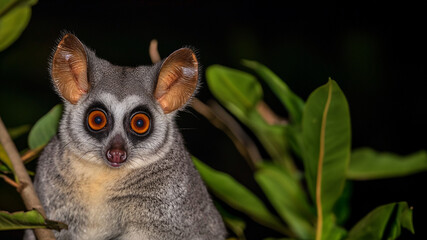 Obraz premium Putzige Galagos am Baum schaut in die Kamera Nahaufnahme im Querformat