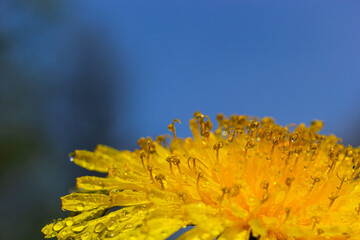 Dandelion Taraxacum officinale close-up. Yellow primrose. Bright spring background. Shallow depth...