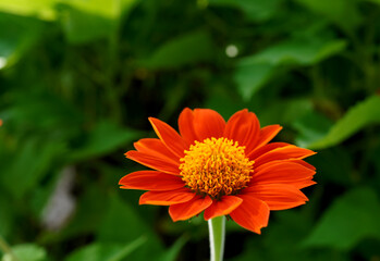 Beautiful blooming orange cosmos, close-up, flower garden 