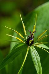 Inflorescence of the four-leaved dewberry Paris quadrifolia with the typical fruit and the four leaves arranged around it