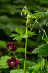 Dark purple dusky flowers in the garden, selective focus with green bokeh background - Geranium faeum