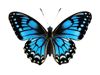 a blue and black butterfly