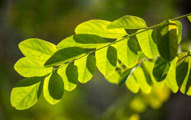 Green leaves of trees close-up, landscape.