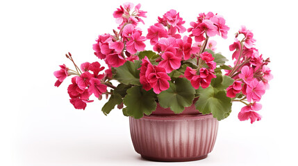 Fototapeta premium pink hydrangea in a pot