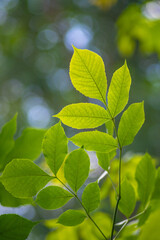 Fototapeta na wymiar Green leaves of woody plants in nature.