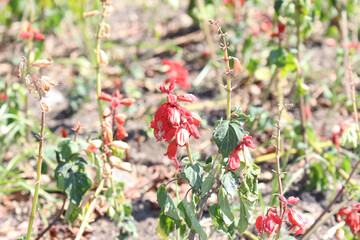 red flowers in the garden. red and green in nature. garden details.