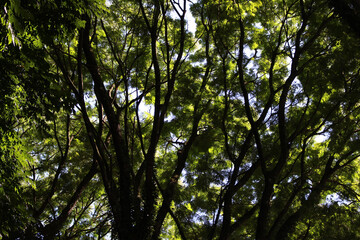 trees and sky. trees in the woods. treetops under the sky.
