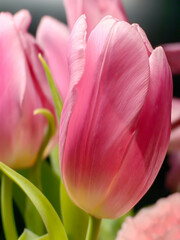 Blooming tulip close-up on a blurred background. Flowers for cards, congratulations, transparent petals, on which you can see the pattern of veins. Can be used for postcards, congratulations.