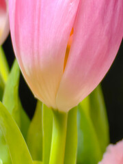 Blooming tulip close-up on a blurred background. Flowers for cards, congratulations, transparent petals, on which you can see the pattern of veins. Can be used for postcards, congratulations.