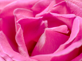 Fresh dark pink roses close up texture background for St. Valentine's Day