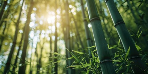 A bamboo tree with the sun shining through it. Can be used to depict nature, tranquility, or Asian culture