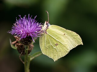 Brimstone Butterfly Feeding on Creeping Thistle