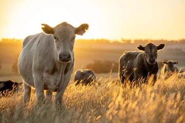 Deurstickers Toilet beef meat cow on a farm. herd of cattle