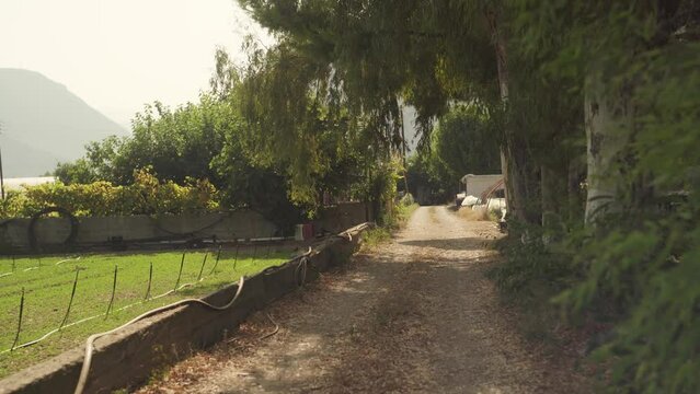 Handheld static shot of wind blowing on trees casting shade on dirt road