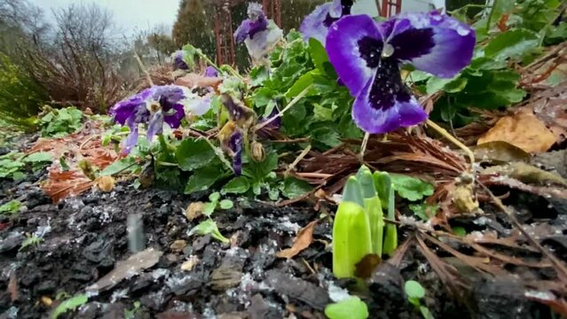 snow falling on pansies in the garden, nature coming to life in early spring