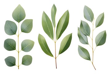 Green eucalyptus leaves isolated on white background - obrazy, fototapety, plakaty
