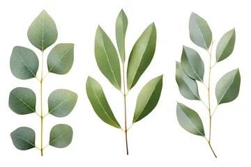 Foto op Plexiglas Green eucalyptus leaves isolated on white background © Alina