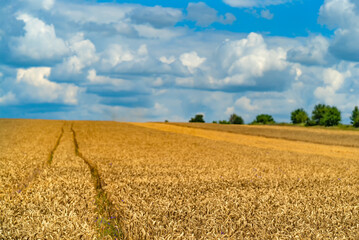 A mesmerizing tableau of rolling golden wheat dancing and whispering in the breeze beneath a...