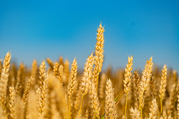 Fototapeta premium Immerse yourself in the captivating allure of a vast wheat field stretching beneath a stunning cerulean sky.