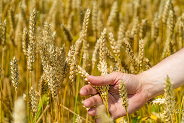 A hand immersed in a field reaching out to grasp a flourishing plant, capturing the essence of...