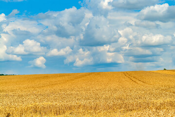 A mesmerizing scene of a vast wheat field, its golden hues and graceful movement harmonizing with...