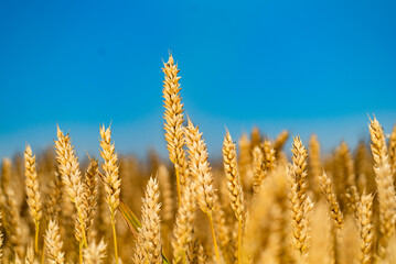 A mesmerizing field of wheat bathed in golden hues stretches towards the boundless sky, creating a...