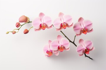 Beautiful pink orchid flower on white background
