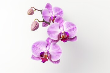Fototapeta na wymiar Beautiful purple orchid flower on white background