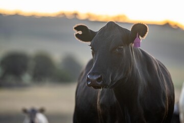 beef meat cow on a farm. herd of cattle - obrazy, fototapety, plakaty