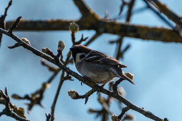 small bird sitting in the tree in summer