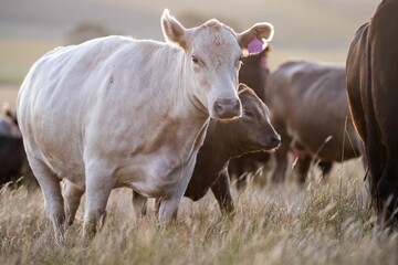 cows in field, grazing on grass and pasture in Australia, on a farming ranch. Cattle eating hay and silage. breeds include speckled park, Murray grey, angus, Brangus, hereford, wagyu, dairy cows.