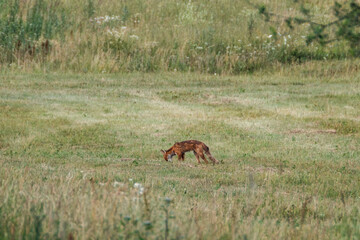 Obraz na płótnie Canvas little fox hunting in the field