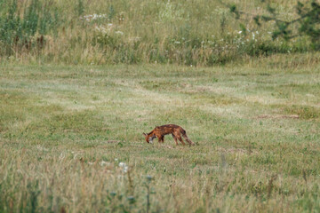 little fox hunting in the field