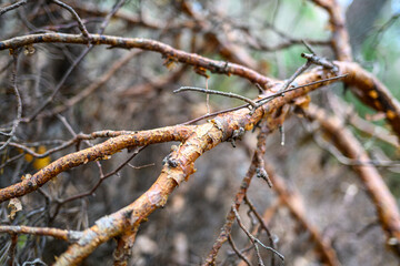 dark gloomy late autumn winter forest trees